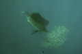   Sailfish shot off 50 miles north Isla Mujeres Mexico. Canon Eos 20D Subal housing Mexico  